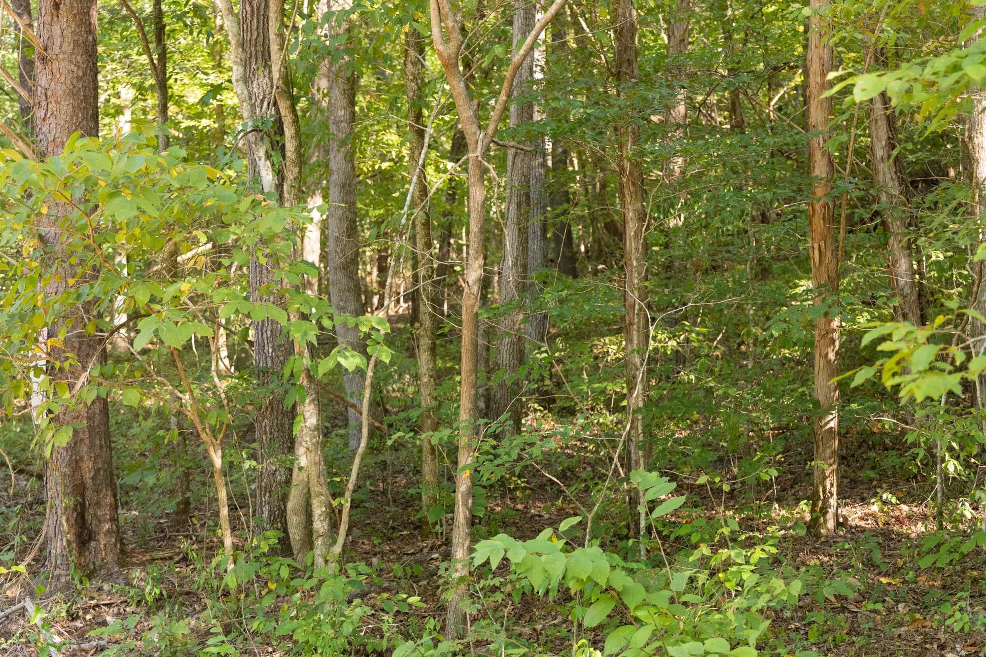 Big White Oak Tract 81 in Perry County, TN