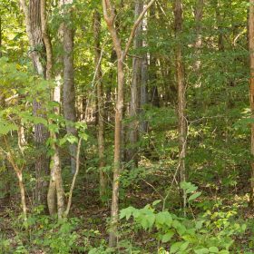 Big White Oak Tract 81 in Perry County, TN