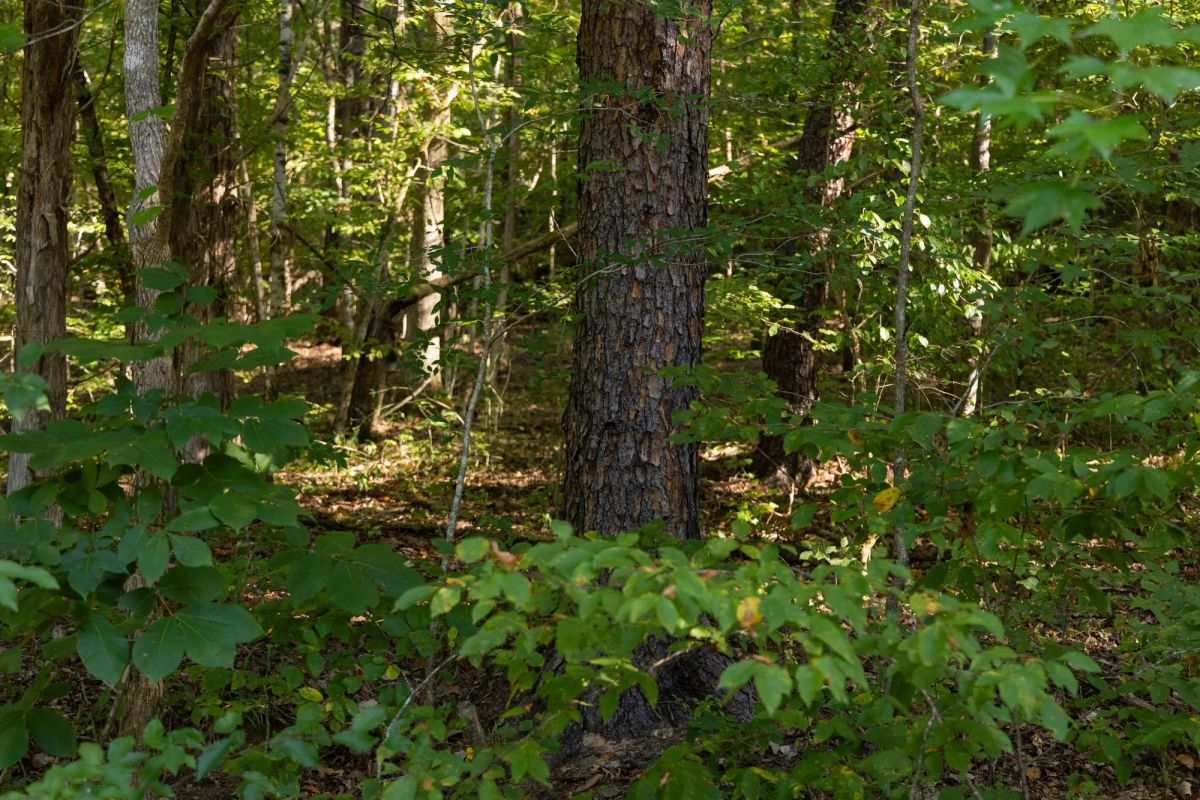 Big White Oak Tract 81 - Image 4
