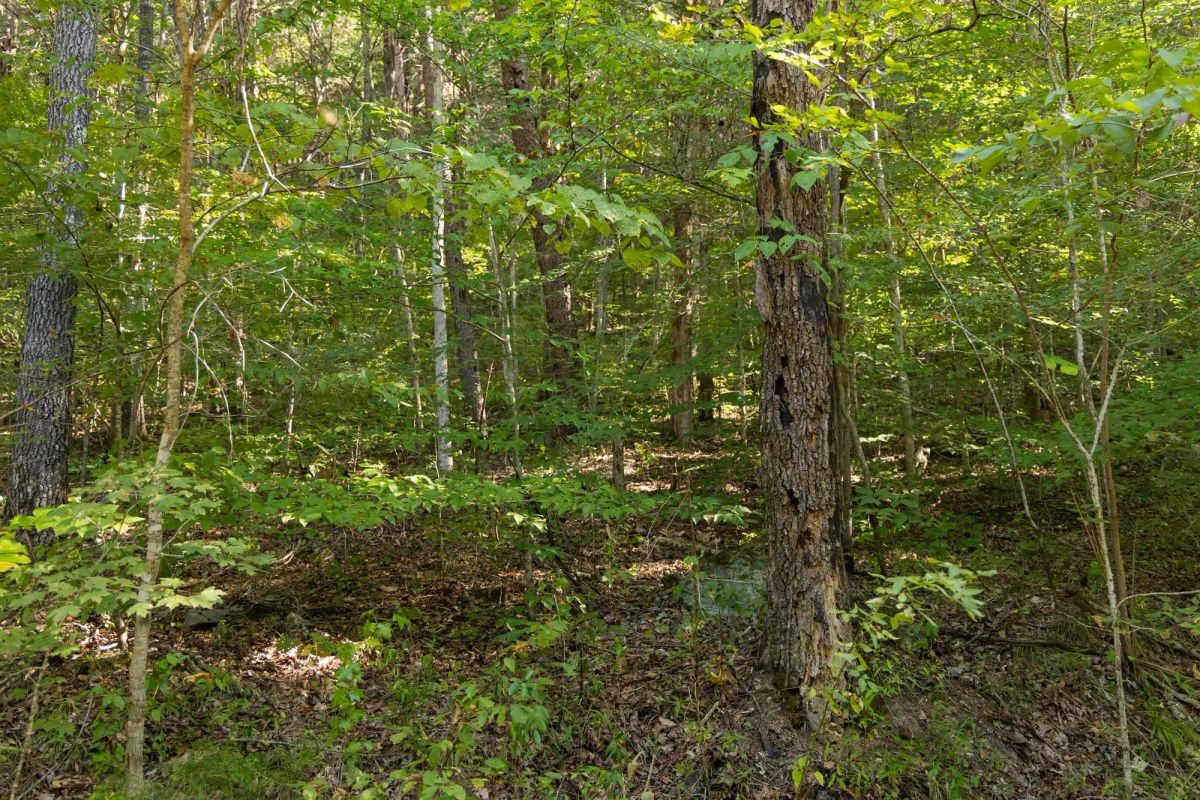 Decorative background for Big White Oak Tract 81 image 5