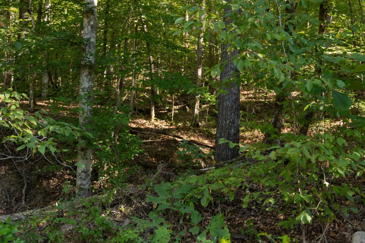 Decorative background for Big White Oak Tract 81 image 6