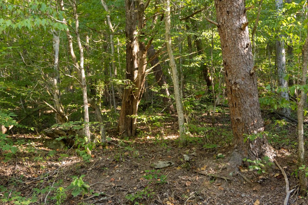 Decorative background for Big White Oak Tract 81 image 7