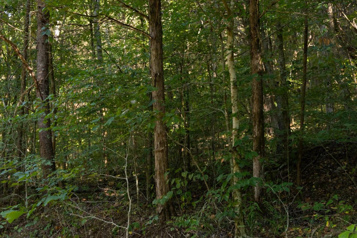 Decorative background for Big White Oak Tract 81 image 8