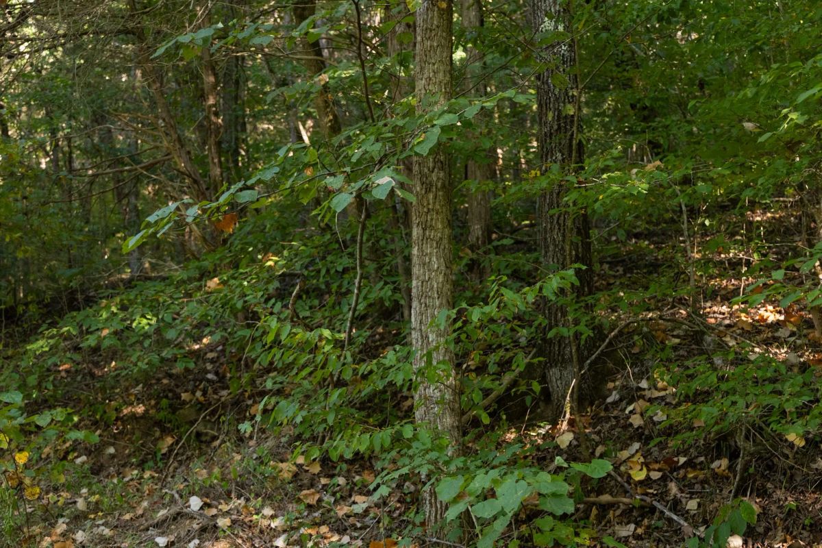 Decorative background for Big White Oak Tract 81 image 9