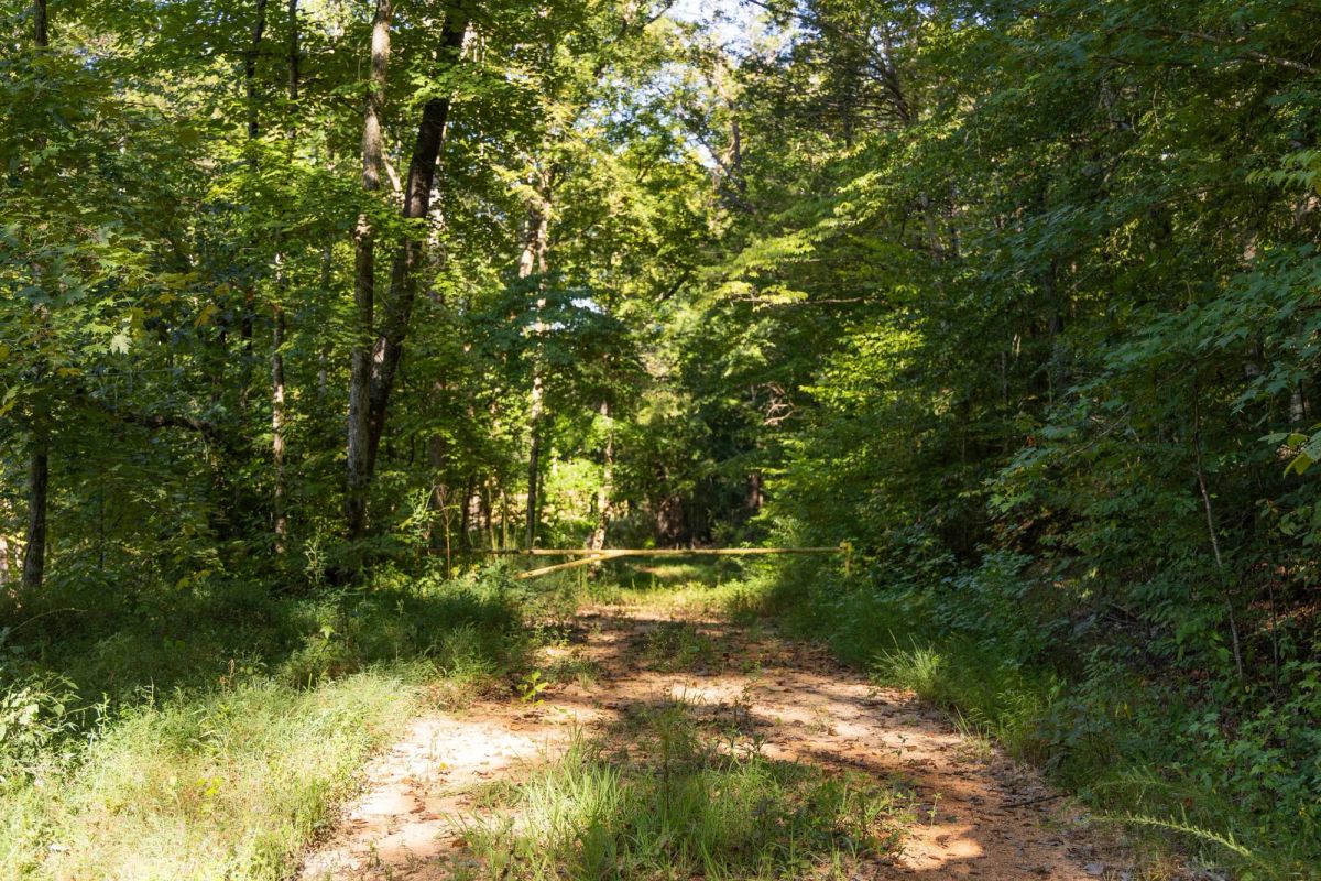 Decorative background for Big White Oak Tract 81 image 10