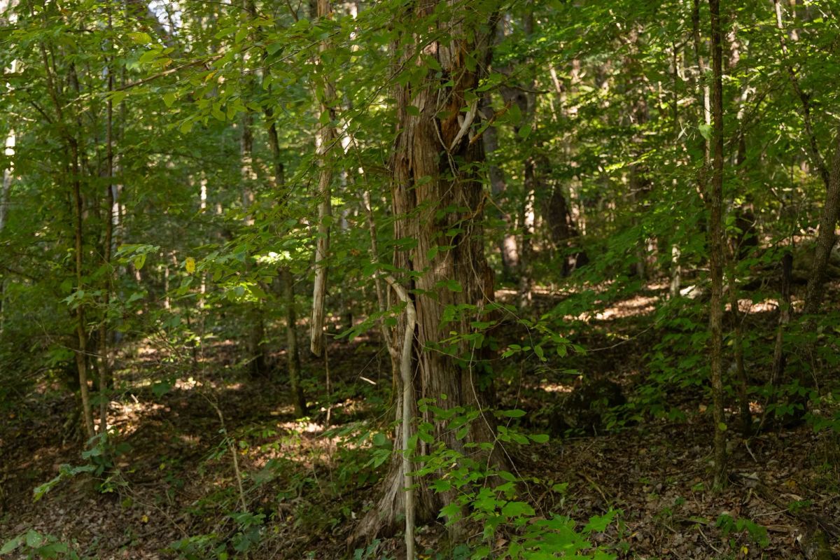 Decorative background for Big White Oak Tract 81 image 11