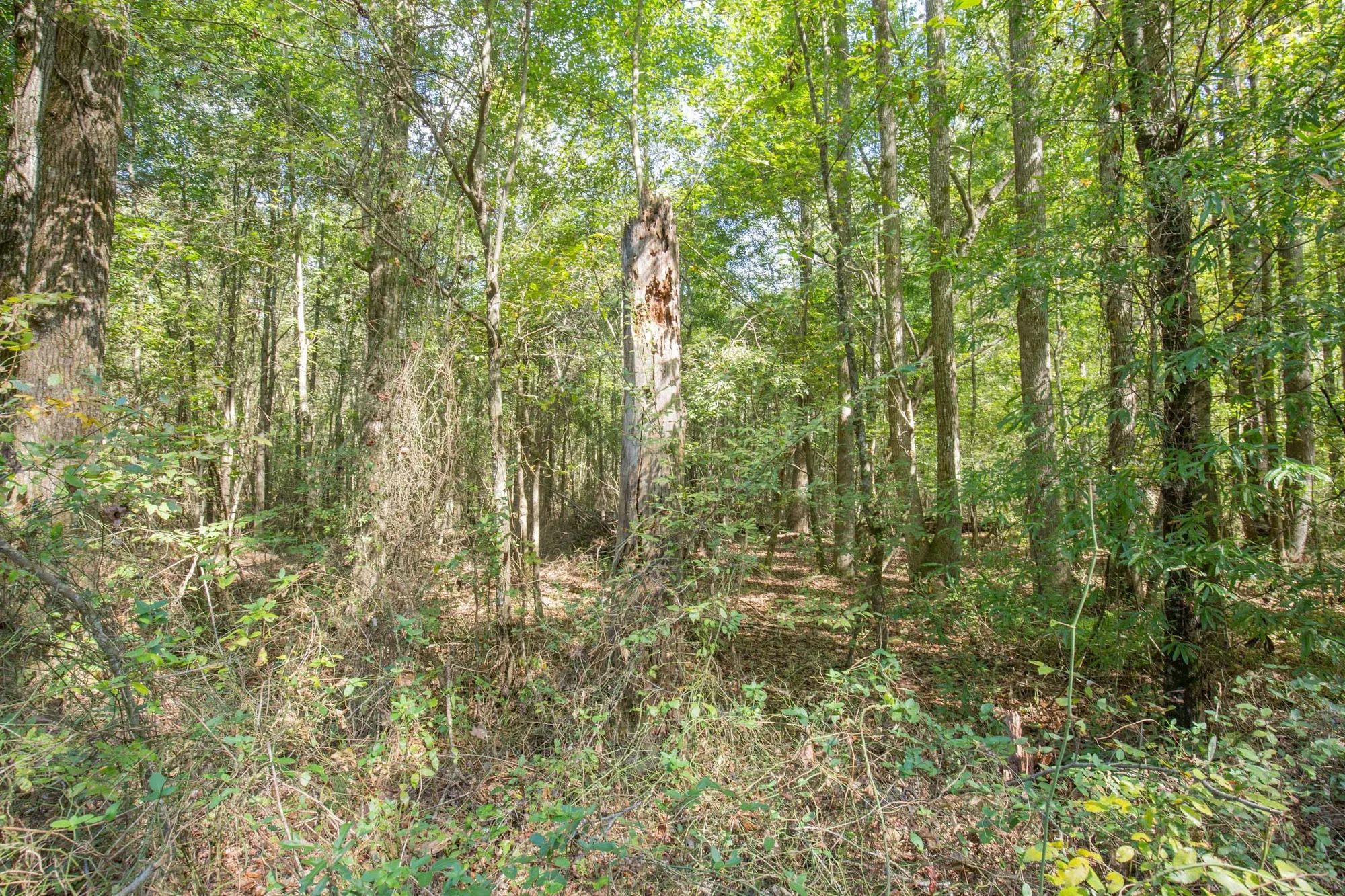 Brentwood Tract 11 in Attala County, MS