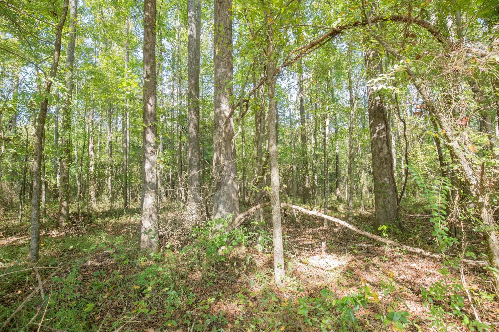 Brentwood Tract 11 in Attala County, MS