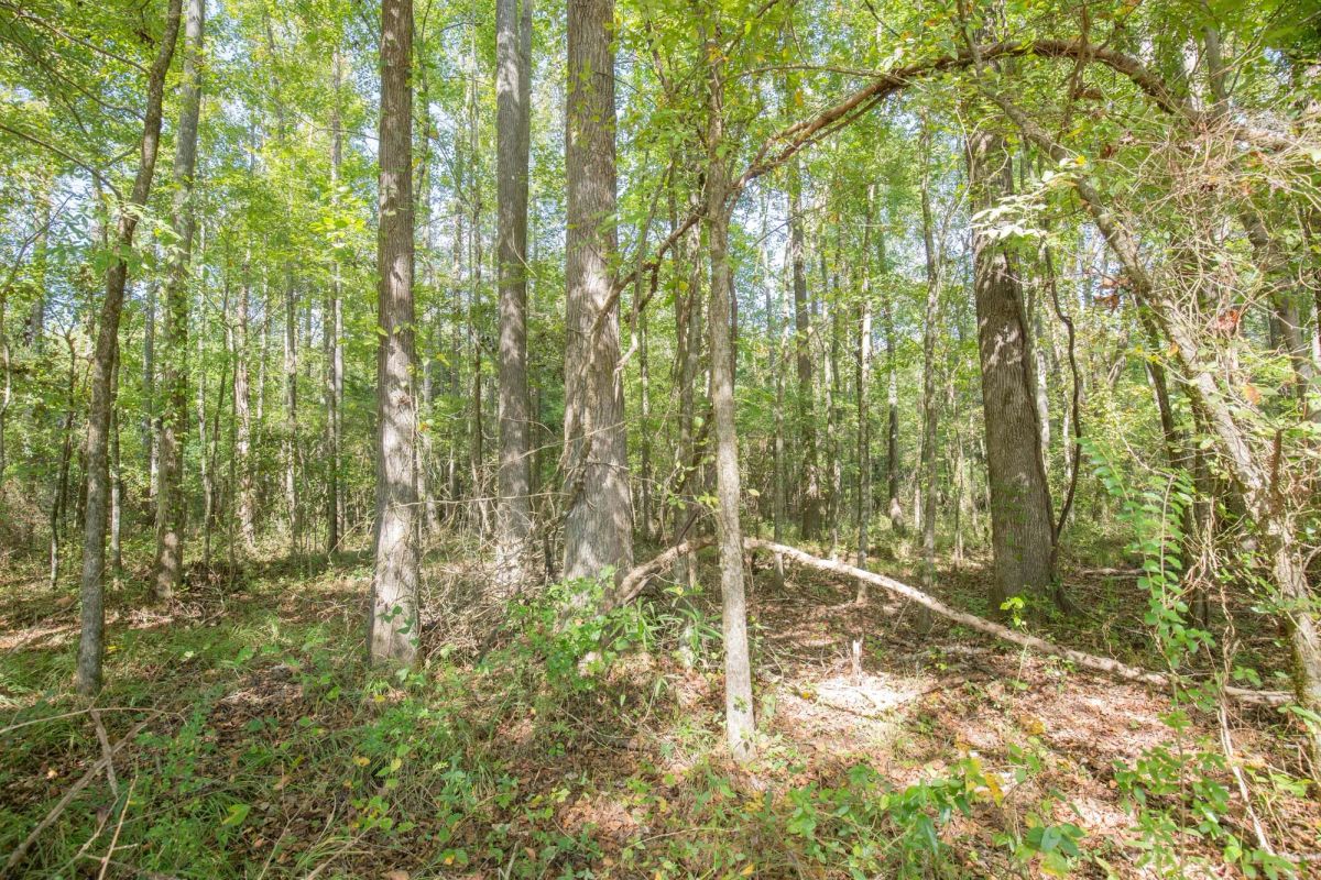 Brentwood Tract 11 - Image 3