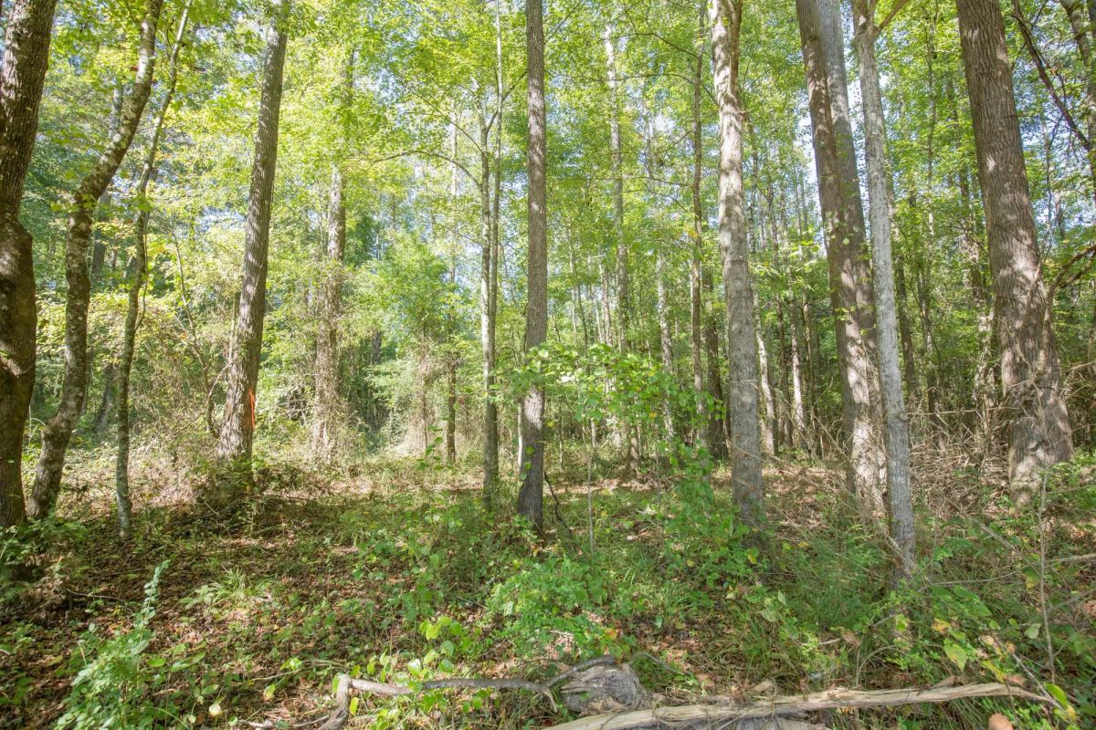 Decorative background for Brentwood Tract 11 image 5