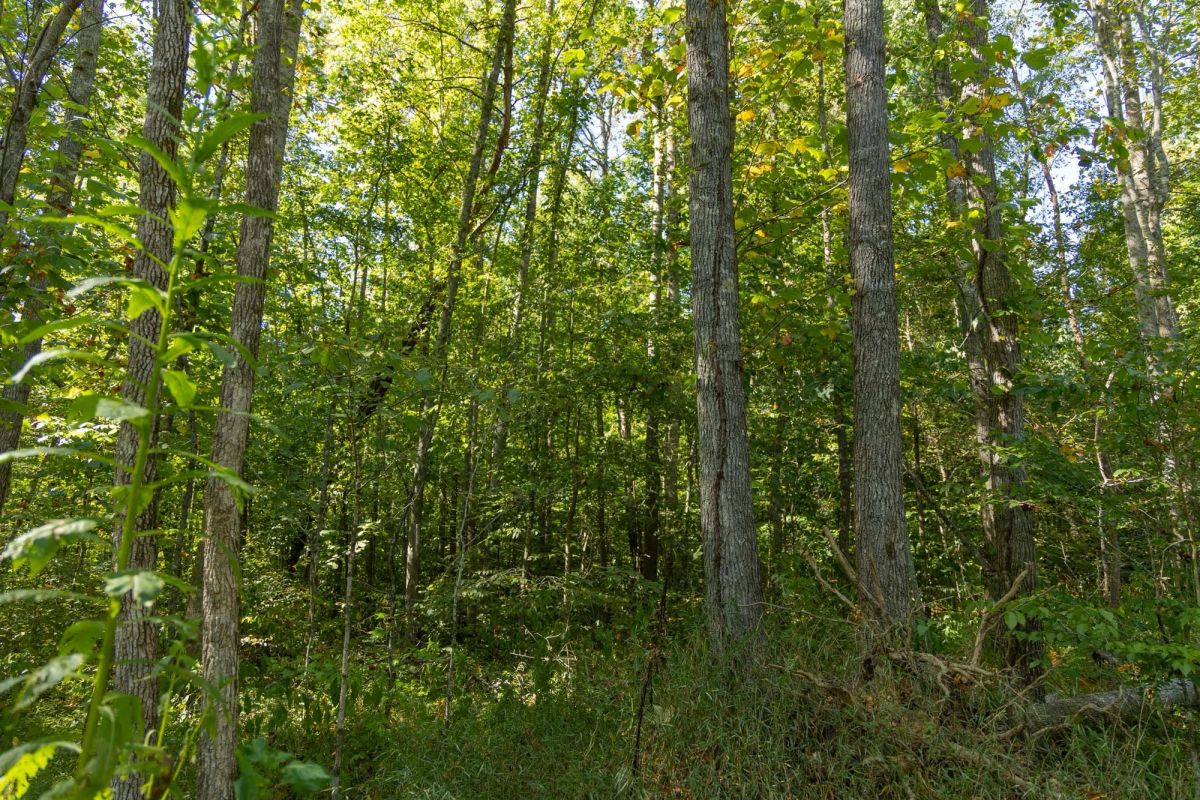 Big White Oak Tract 116 - Image 2