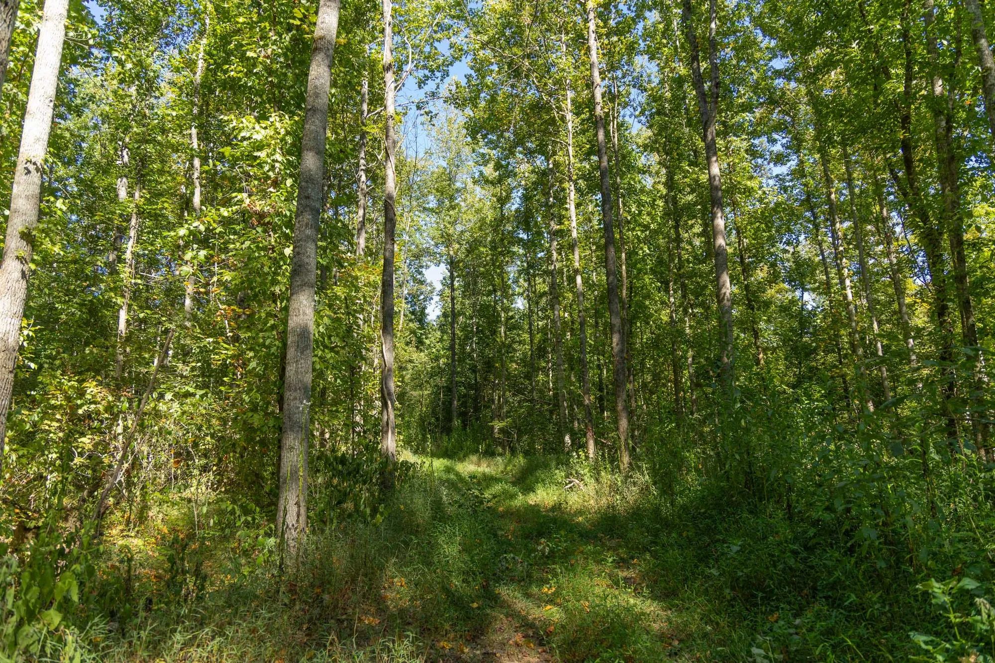 Big White Oak Tract 116 in Perry County, TN