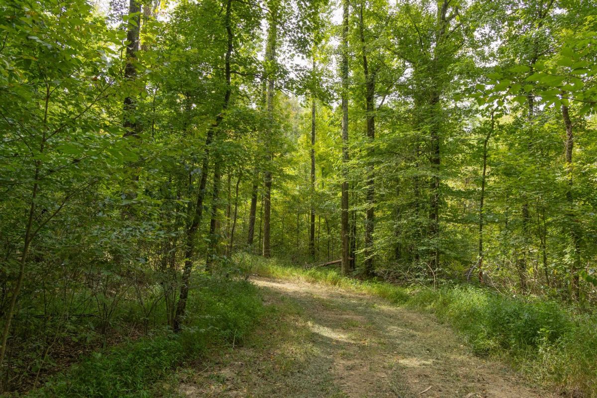 Big White Oak Tract 116 - Image 4