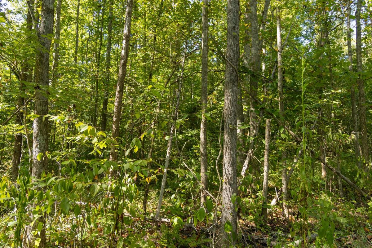 Decorative background for Big White Oak Tract 116 image 5