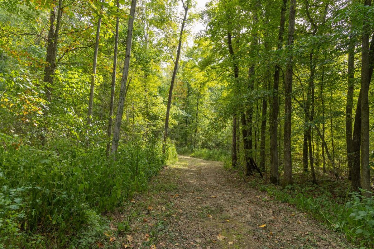 Decorative background for Big White Oak Tract 116 image 6