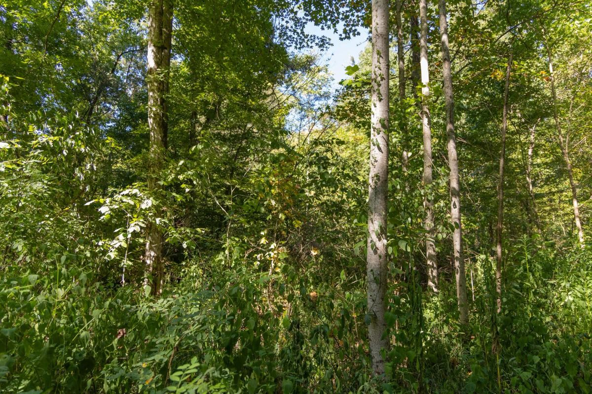 Decorative background for Big White Oak Tract 116 image 7