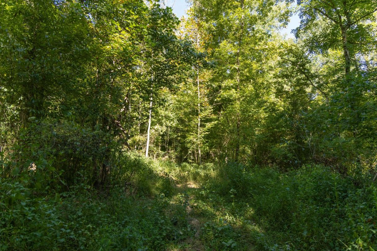Decorative background for Big White Oak Tract 116 image 8