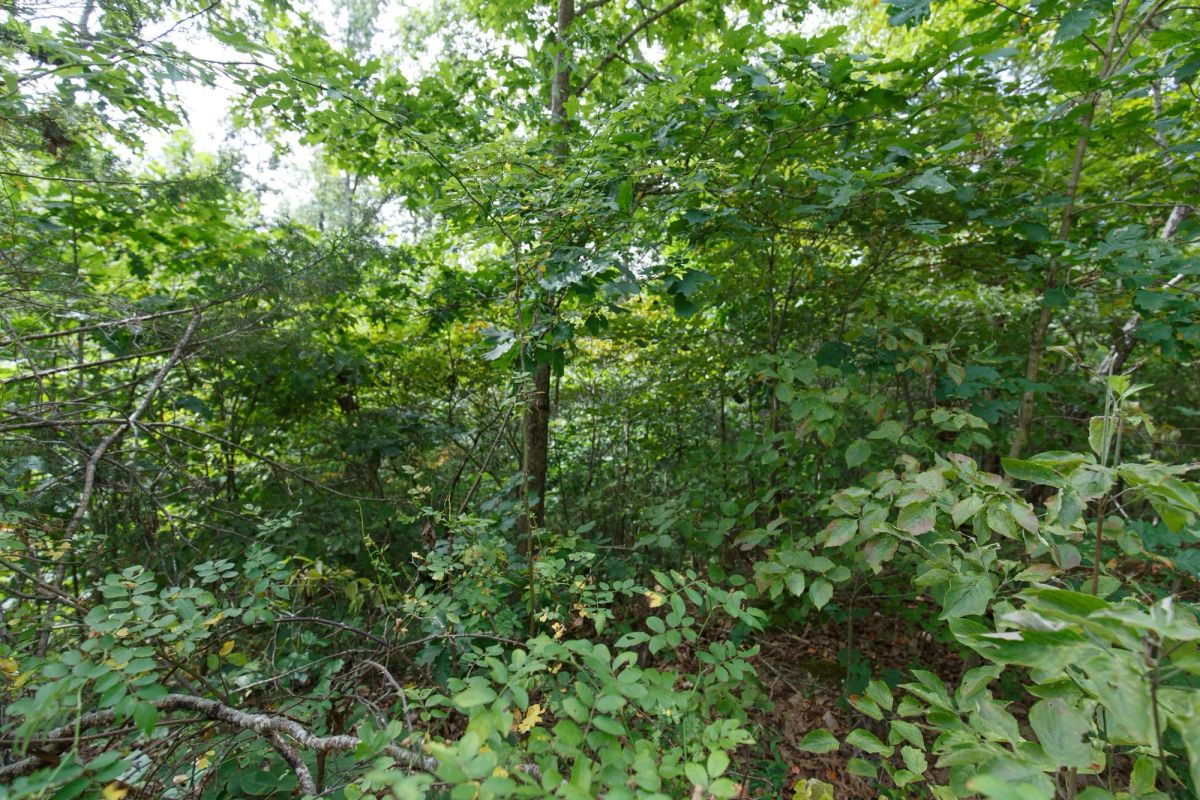 Spring Lake Plat 5 Tract 341 - Image 4