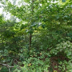Spring Lake Plat 5 Tract 341 in Miller County, MO
