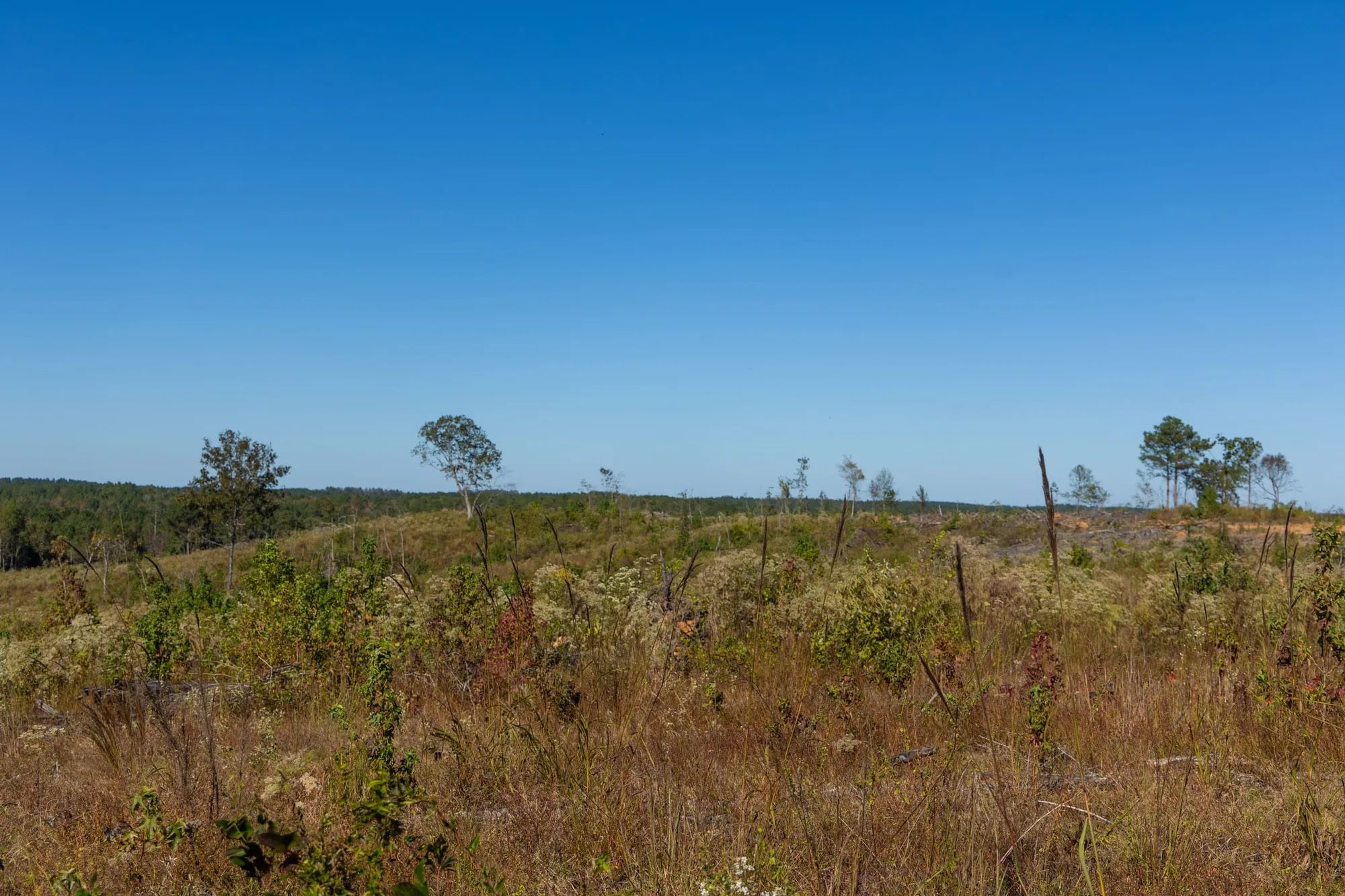 Meyer’s Ridge Tract 20 in Attala County, MS