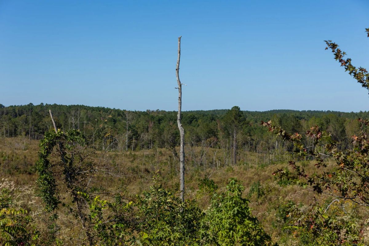 Decorative background for Meyer’s Ridge Tract 20 image 7