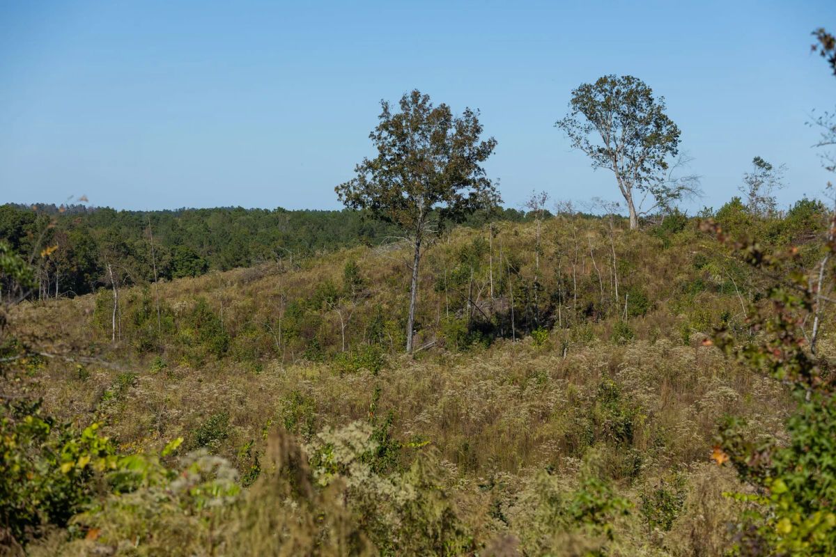 Decorative background for Meyer’s Ridge Tract 20 image 9