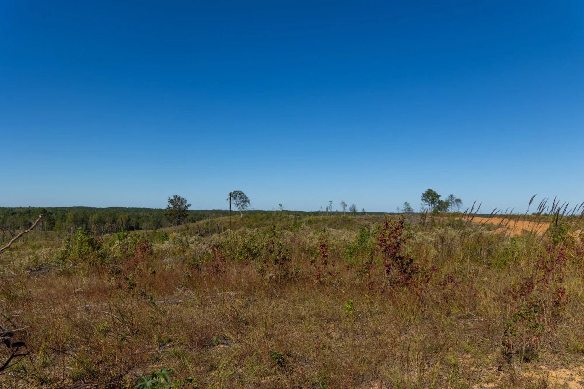 Decorative background for Meyer’s Ridge Tract 20 image 10