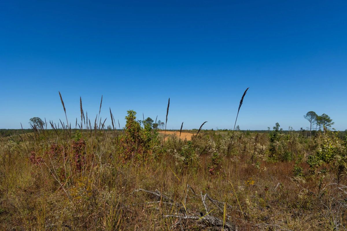 Decorative background for Meyer’s Ridge Tract 20 image 12
