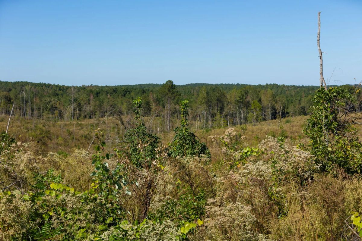 Decorative background for Meyer’s Ridge Tract 20 image 14