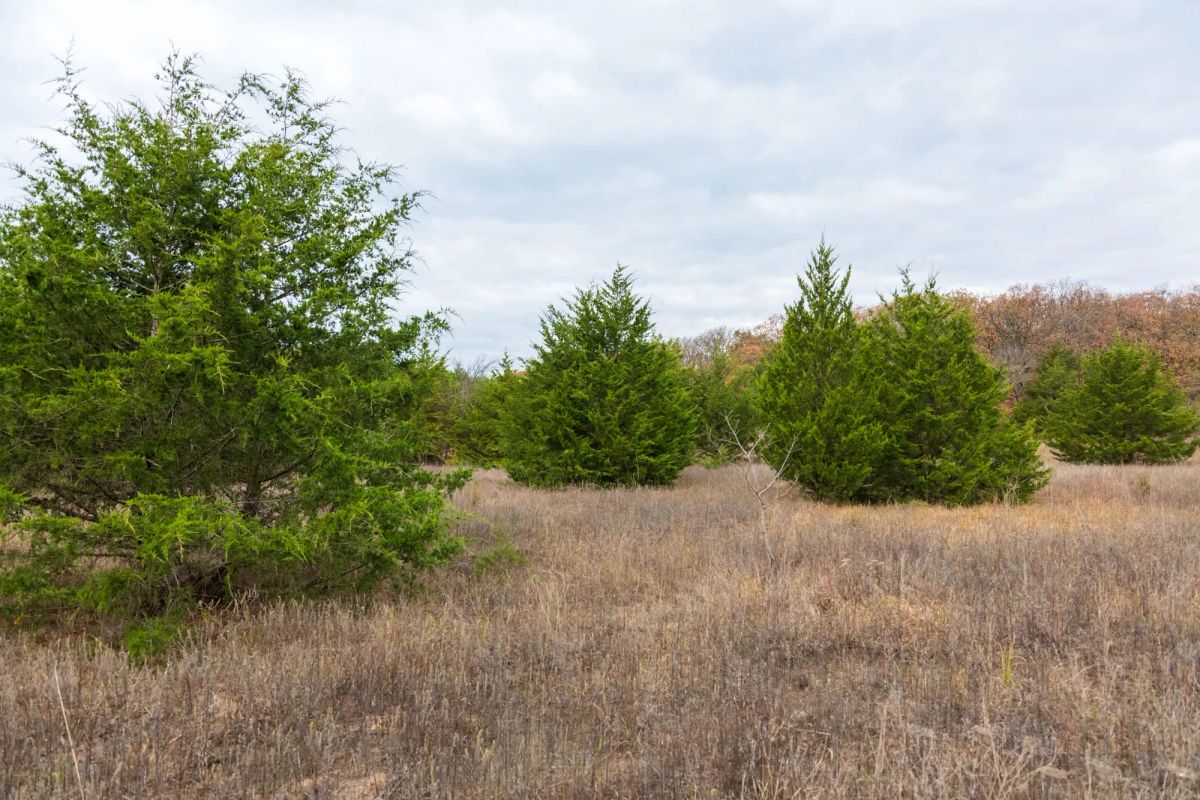 Crystal Springs Tract 5 - Image 4