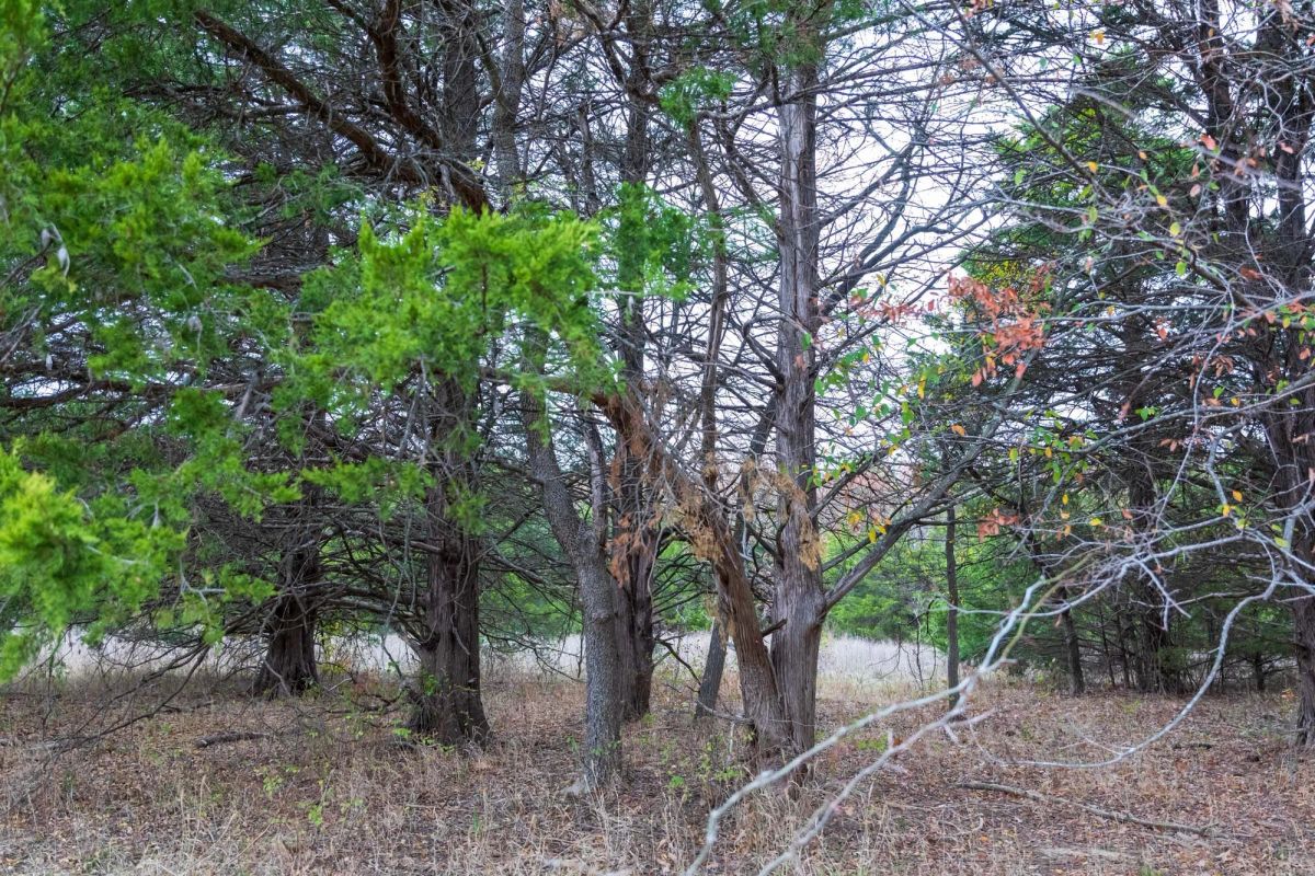 Decorative background for Crystal Springs Tract 5 image 12