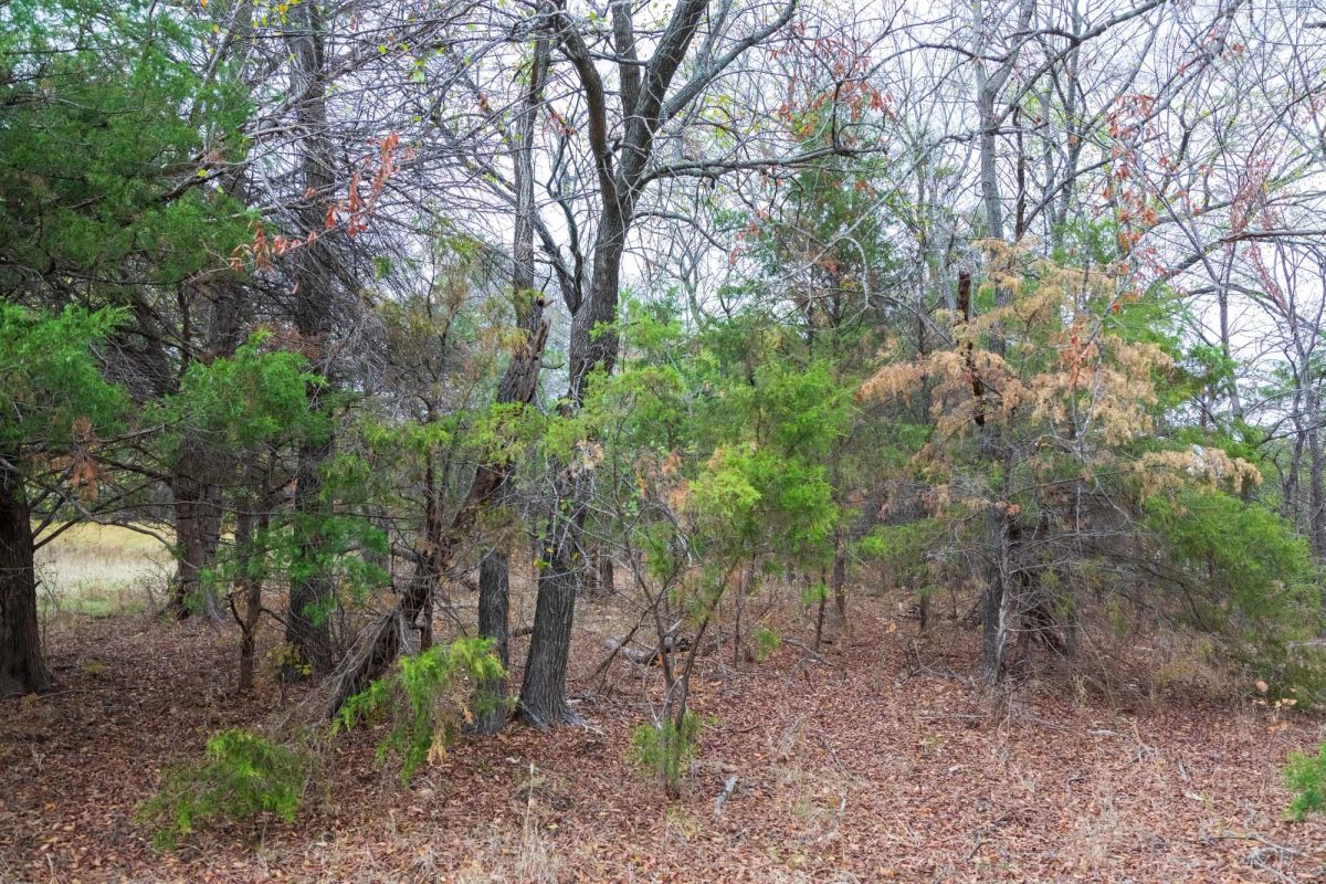 Decorative background for Crystal Springs Tract 5 image 14
