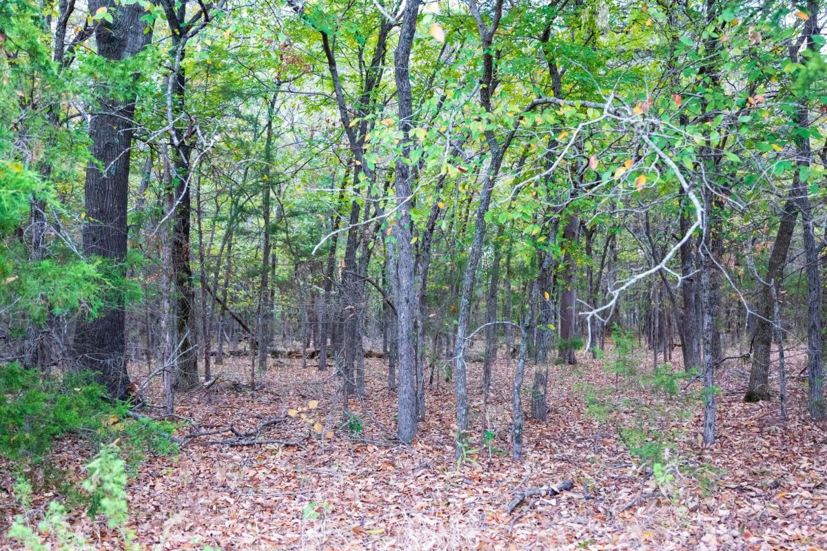 Decorative background for Crystal Springs Tract 5 image 16