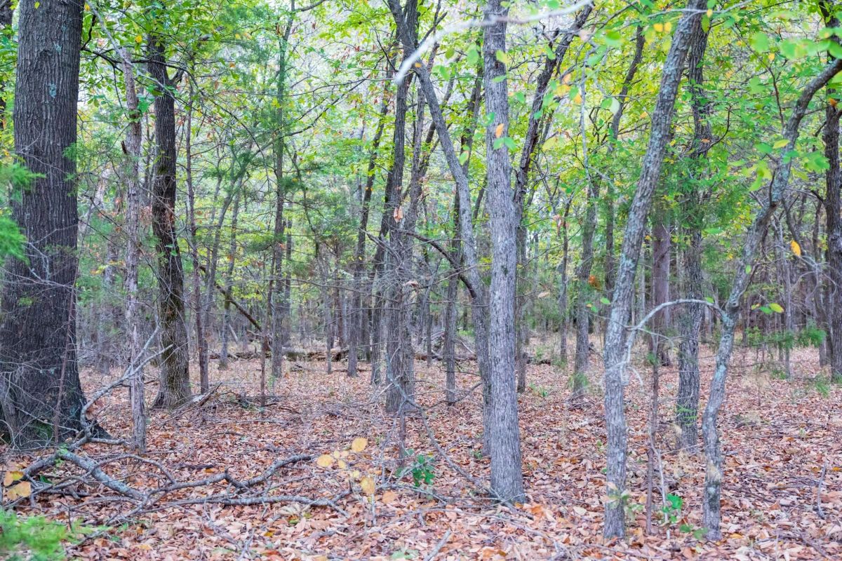 Decorative background for Crystal Springs Tract 5 image 17