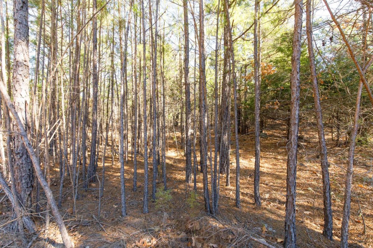 Decorative background for Stone Bridge Phase II Tract 123 image 6
