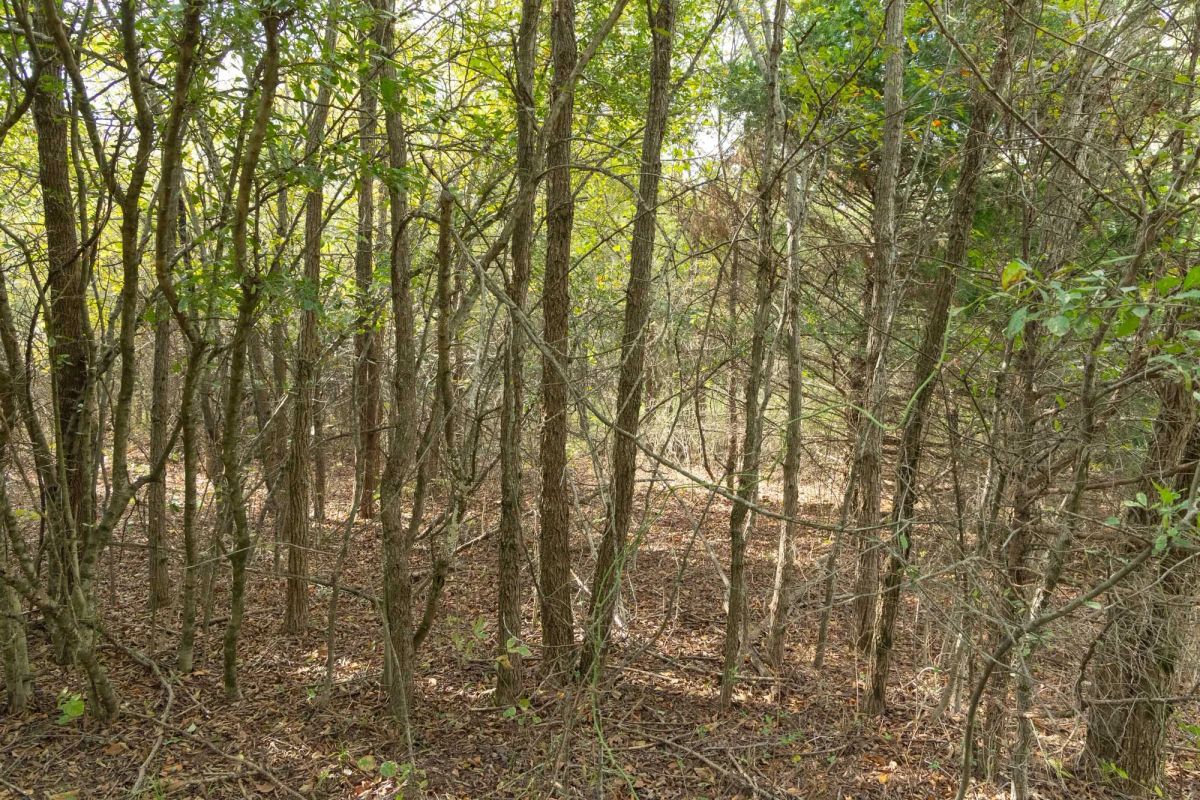 Reserves At Cattail Cove Phase II Tract 75 - Image 4