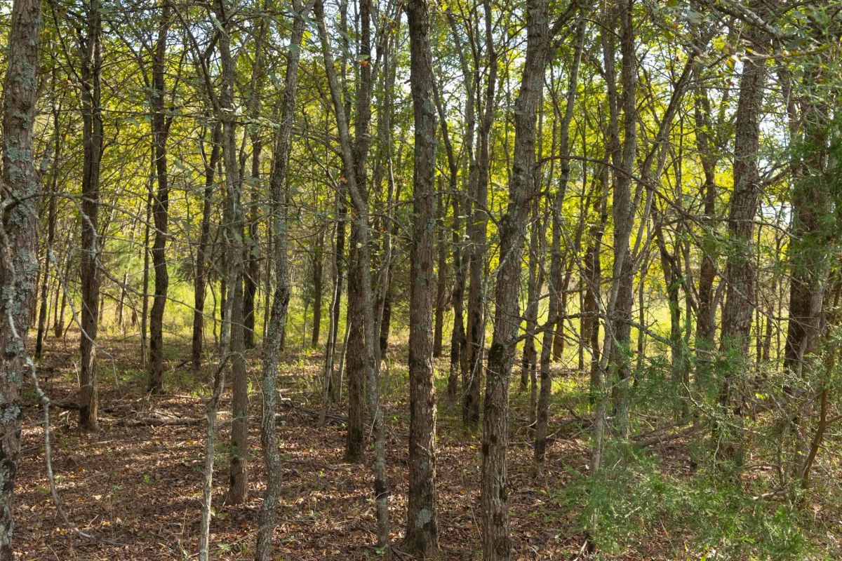 Decorative background for Reserves At Cattail Cove Phase II Tract 75 image 11