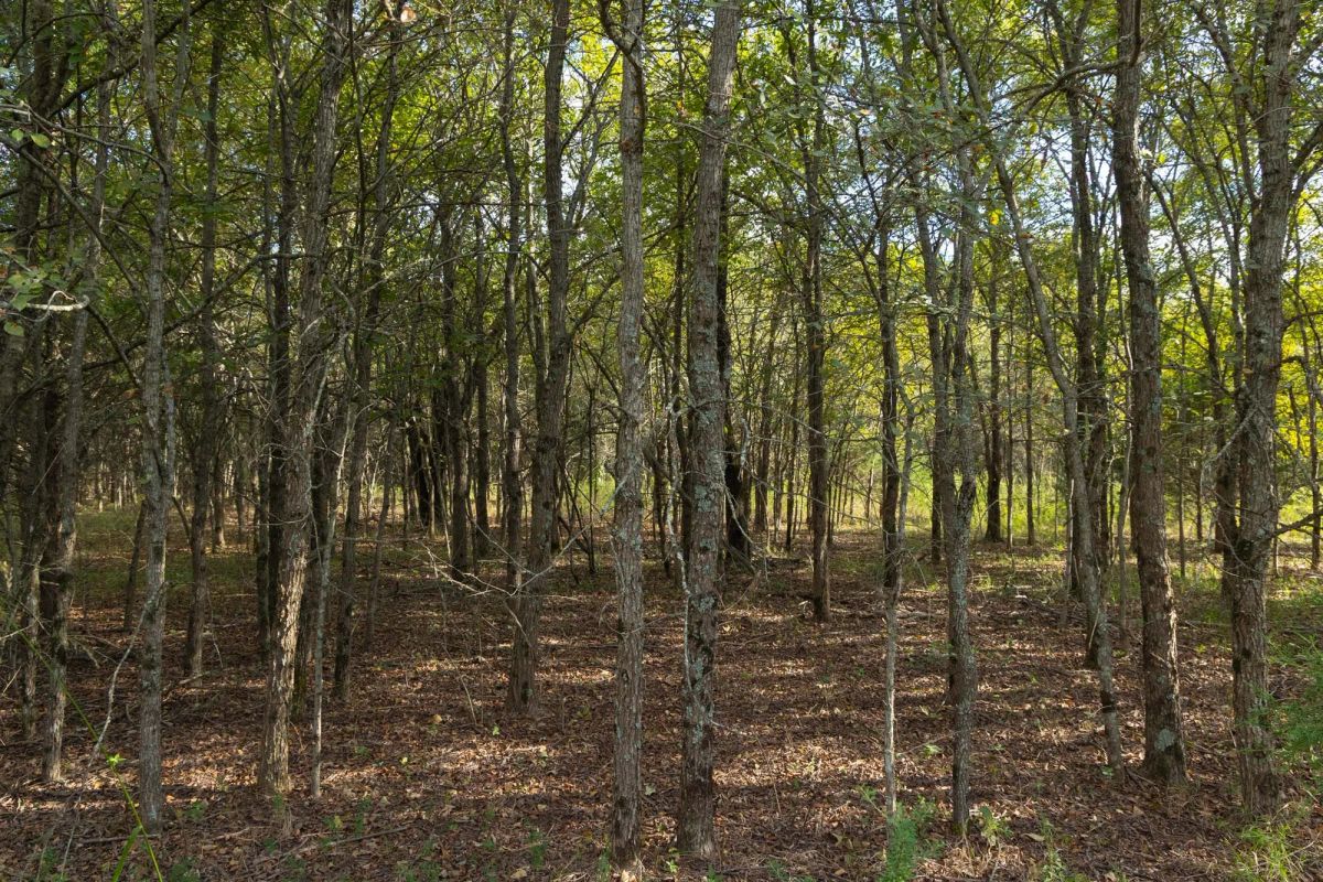 Decorative background for Reserves At Cattail Cove Phase II Tract 75 image 13