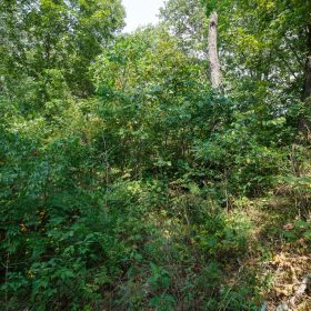 Spring Lake Plat 2 Tract 9 in Miller County, MO