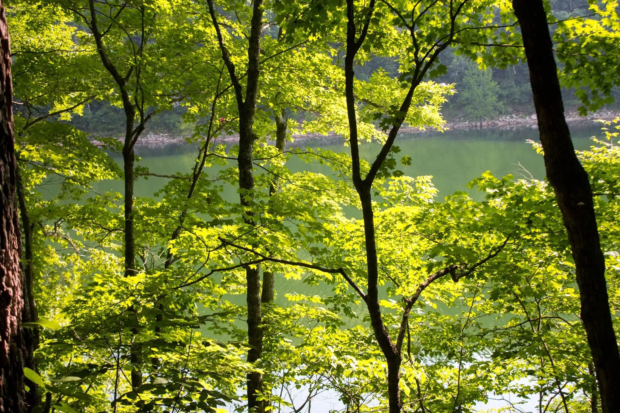 Bluewater Ridge Tract 15 in Wayne County, KY