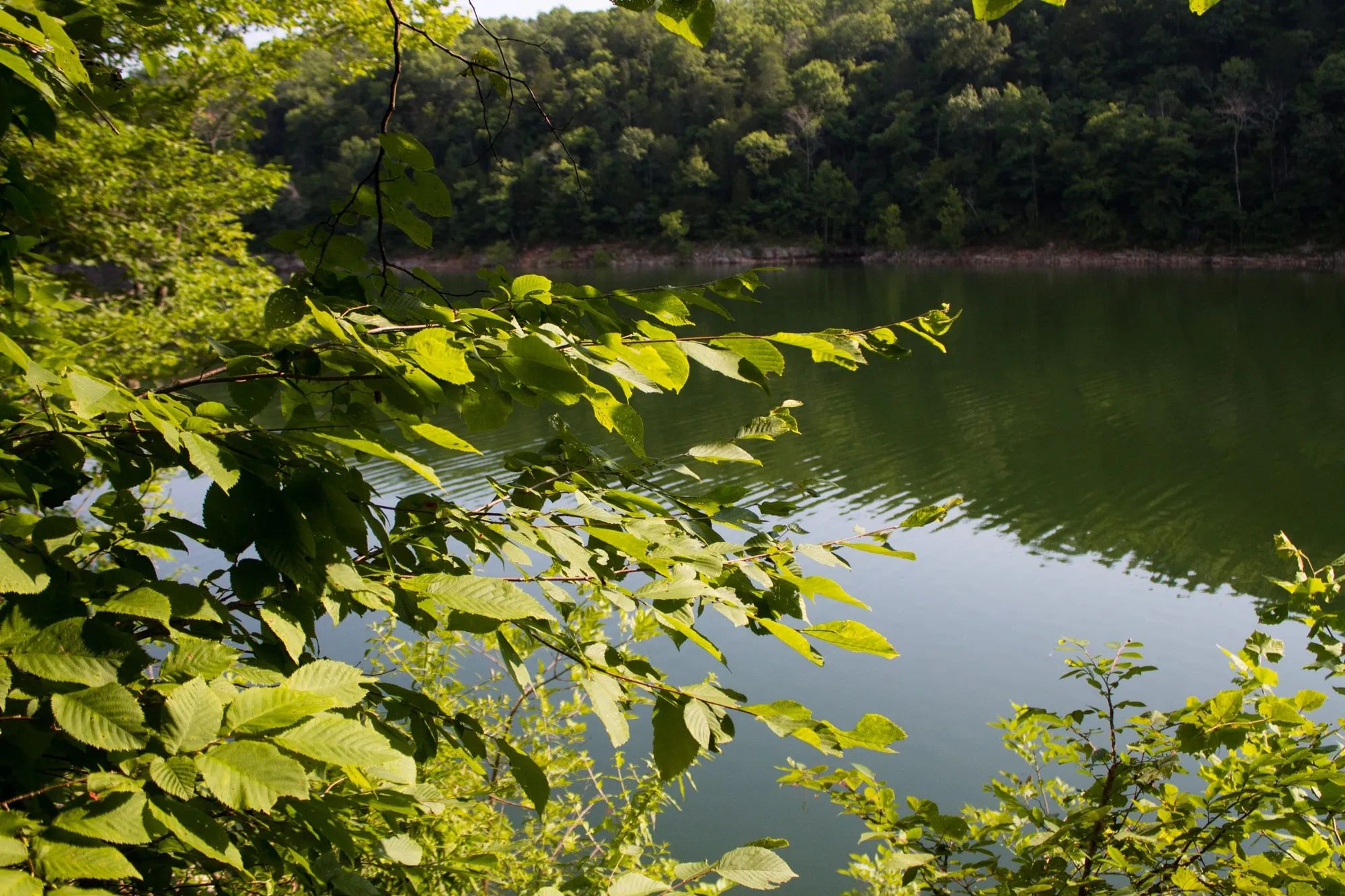 Bluewater Ridge Tract 15 in Wayne County, KY