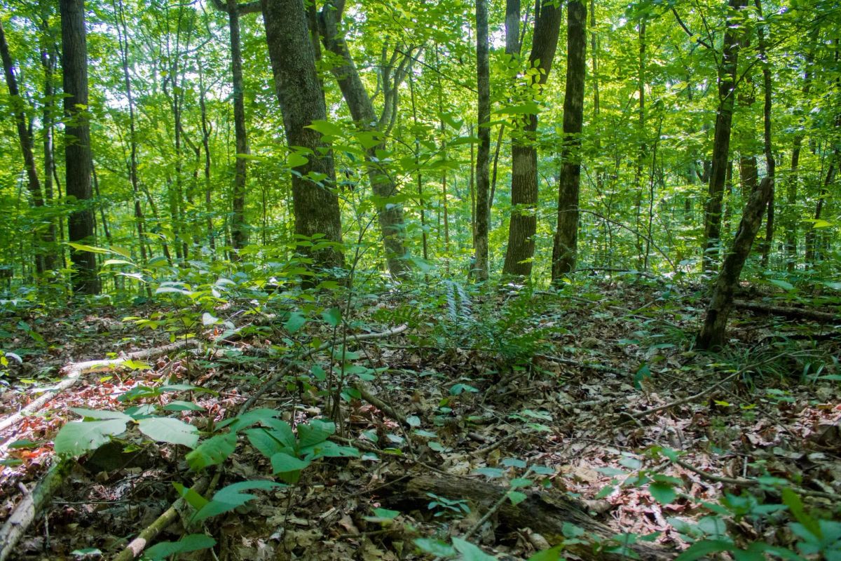 Decorative background for Bluewater Ridge Tract 15 image 11
