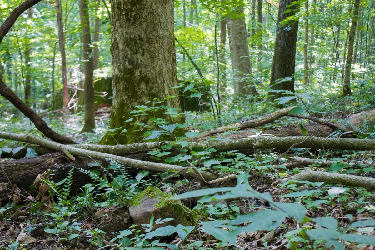 Decorative background for Bluewater Ridge Tract 15 image 13