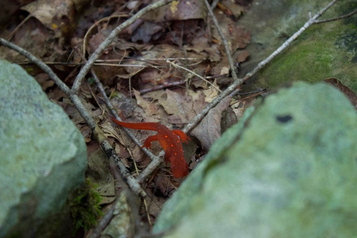 Decorative background for Bluewater Ridge Tract 15 image 14