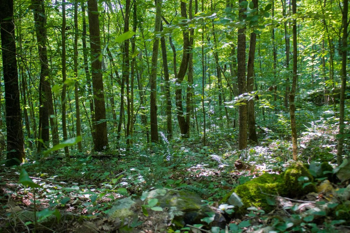 Decorative background for Bluewater Ridge Tract 15 image 15