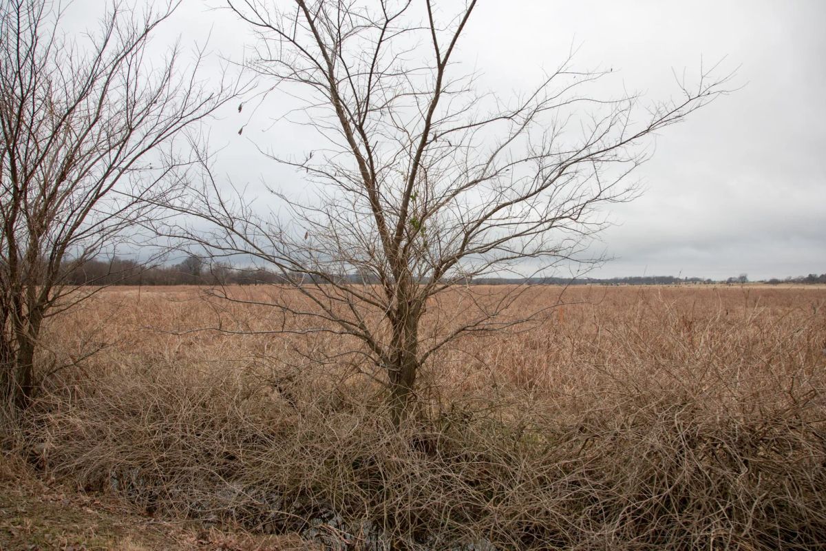 Decorative background for Canadian Plains Tract 11 image 6