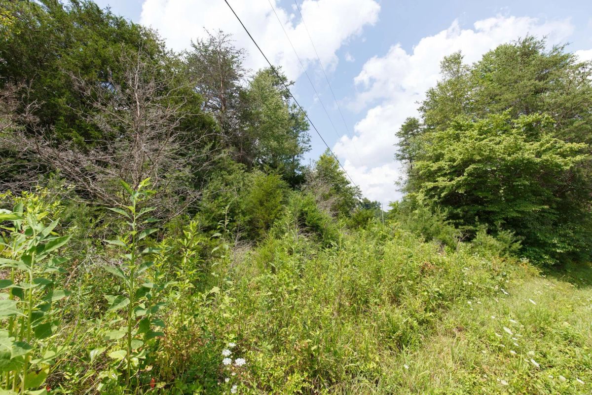 Decorative background for Rolling Hills Tract 1 image 6