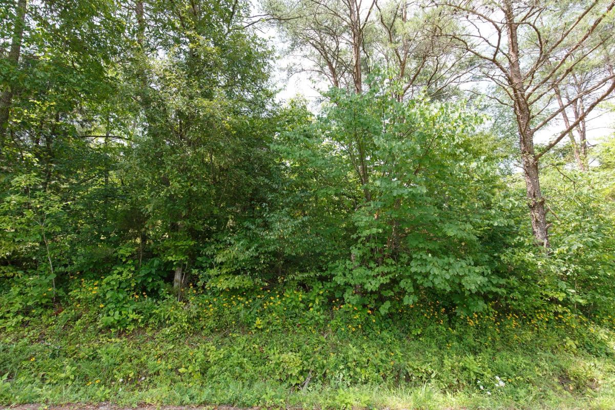 Decorative background for Rolling Hills Tract 1 image 8