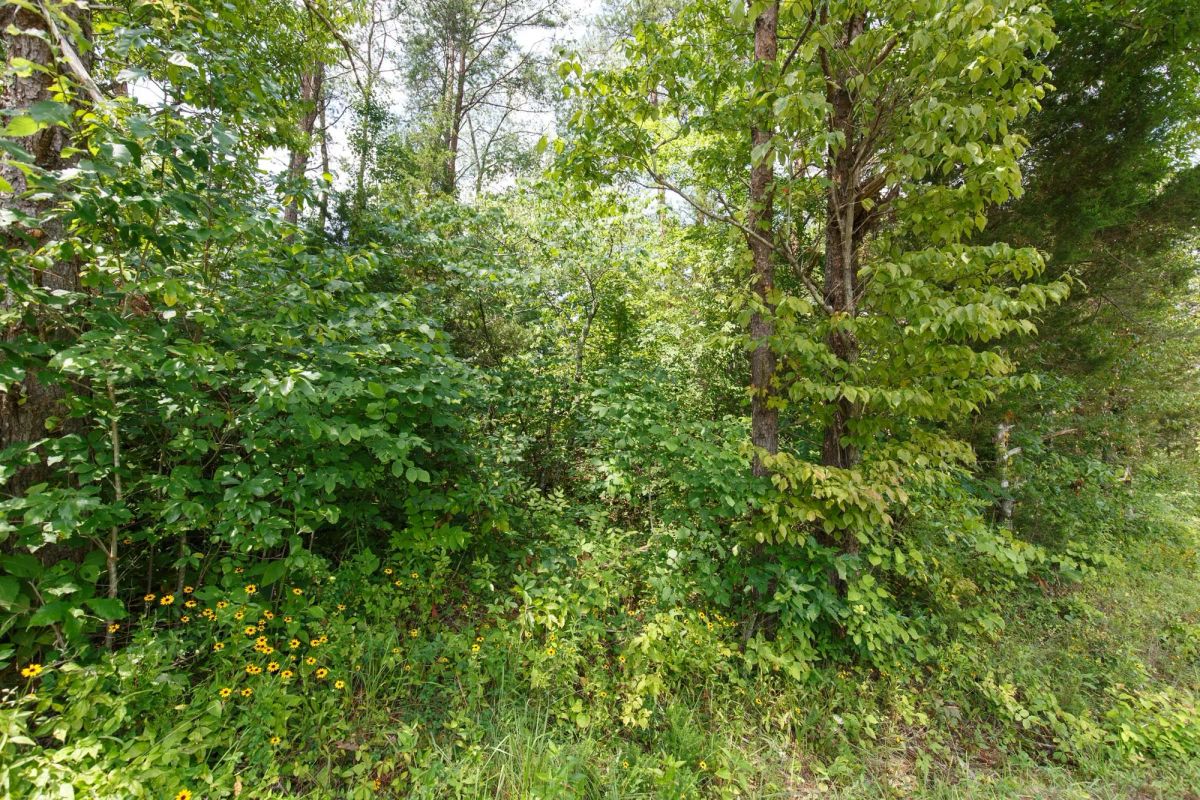 Decorative background for Rolling Hills Tract 1 image 10