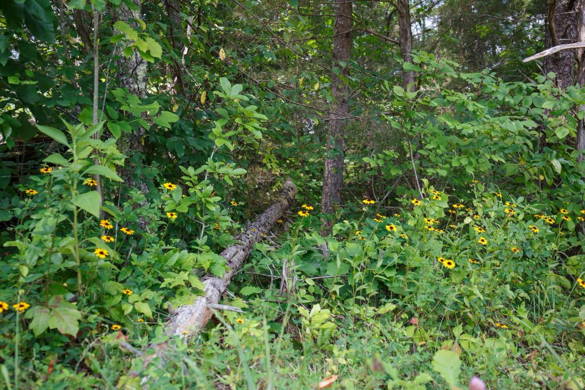 Decorative background for Rolling Hills Tract 1 image 12